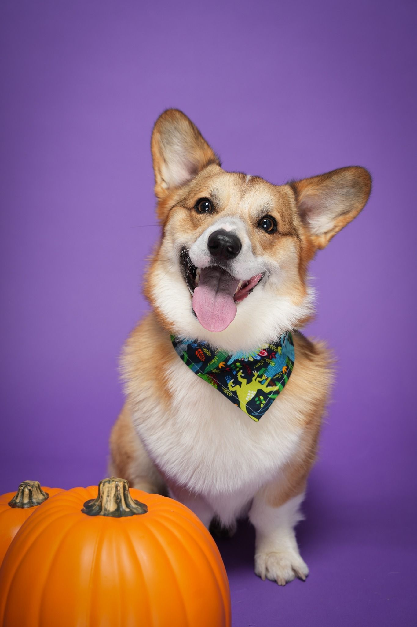 Pet Portraits at Milford Photo