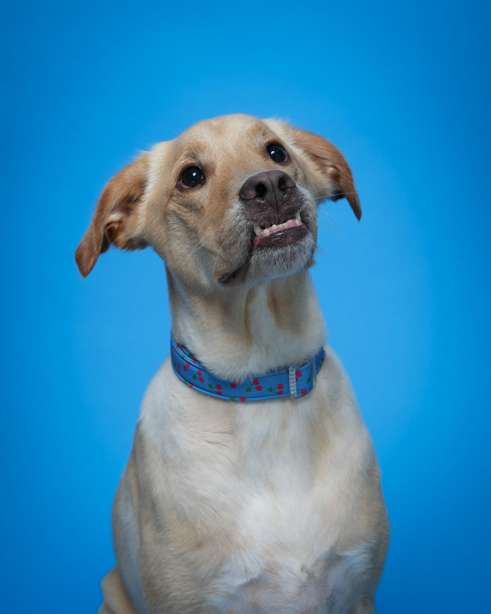Pet Portraits at Milford Photo