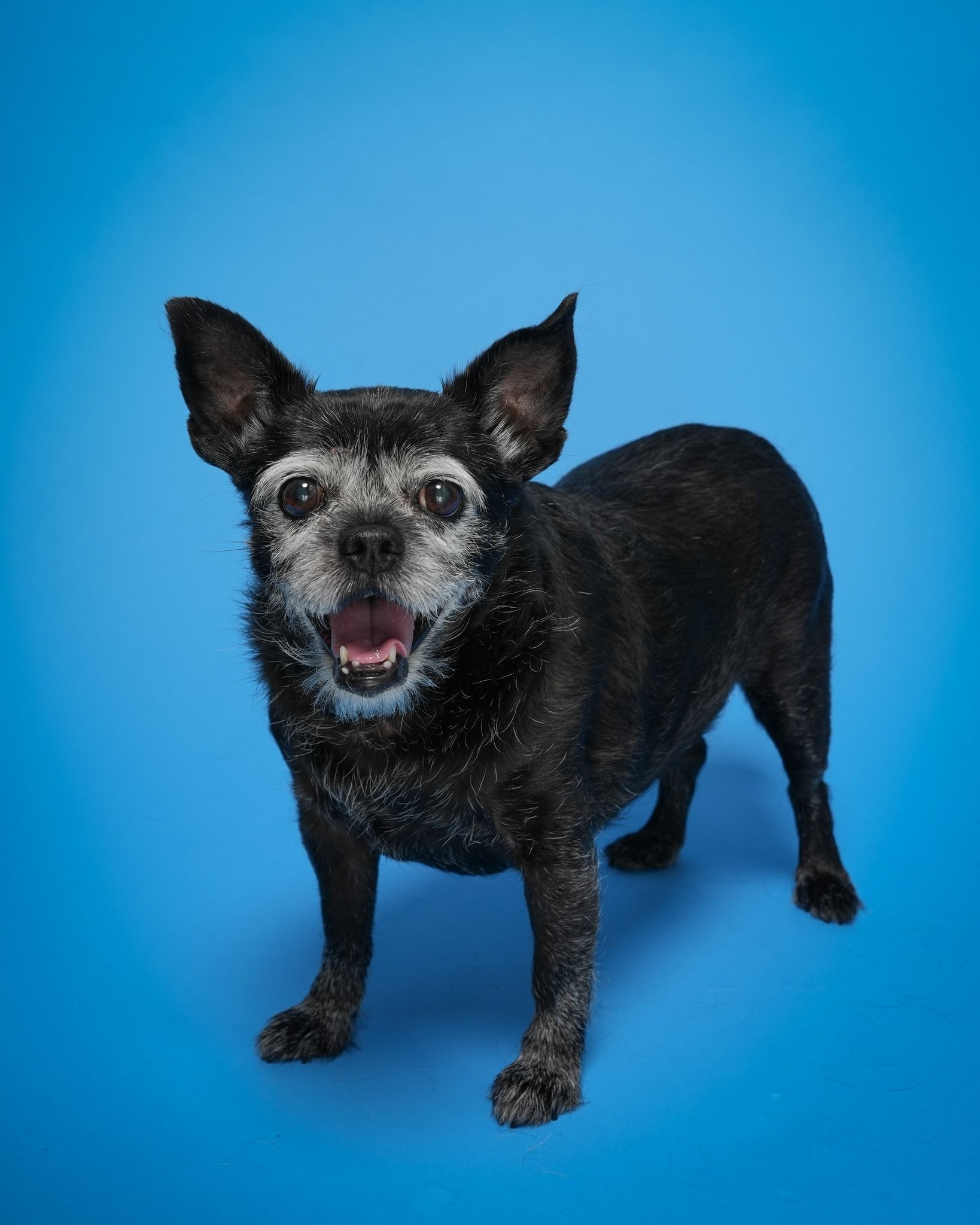 Pet Portraits at Milford Photo