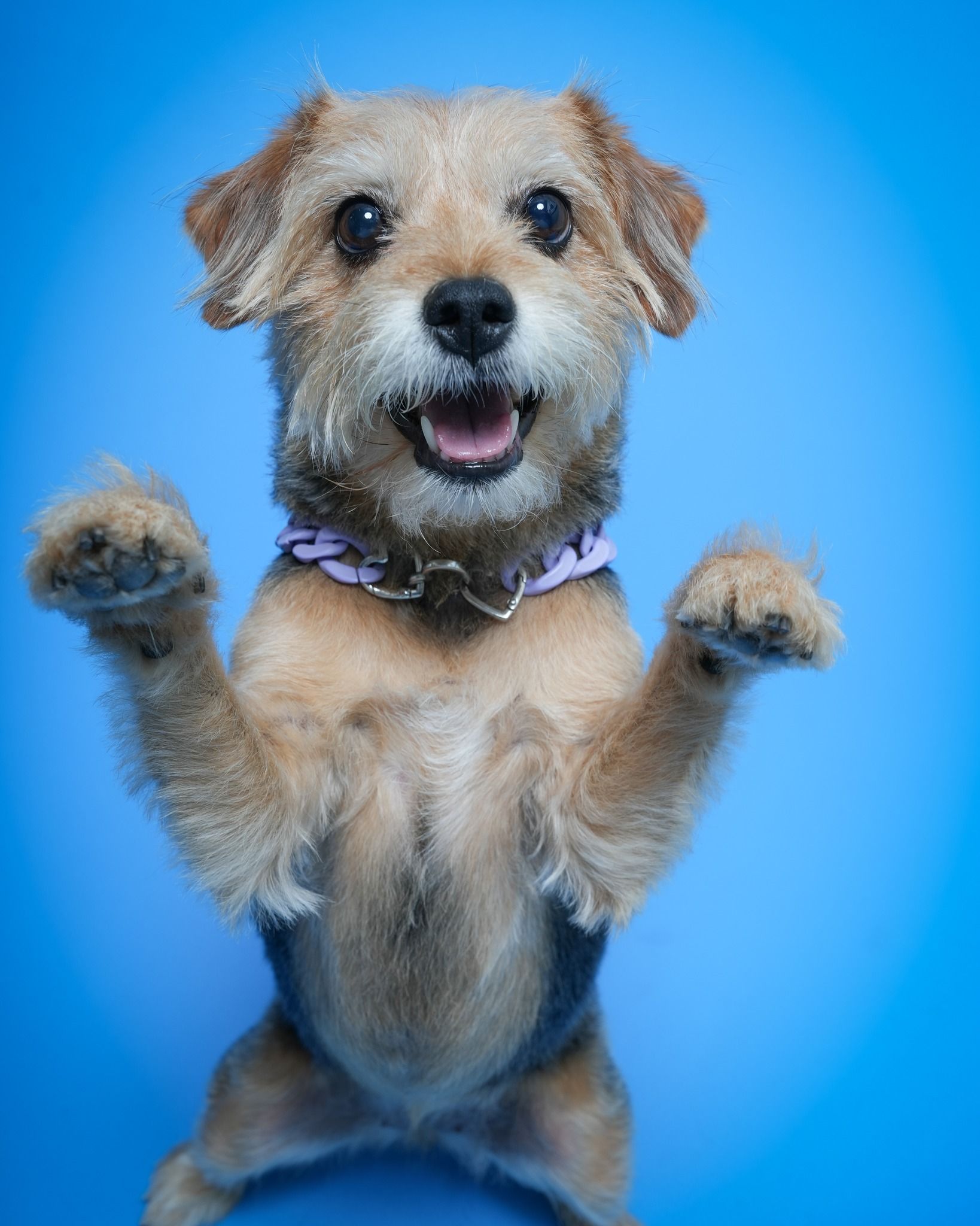 Pet Portraits at Milford Photo