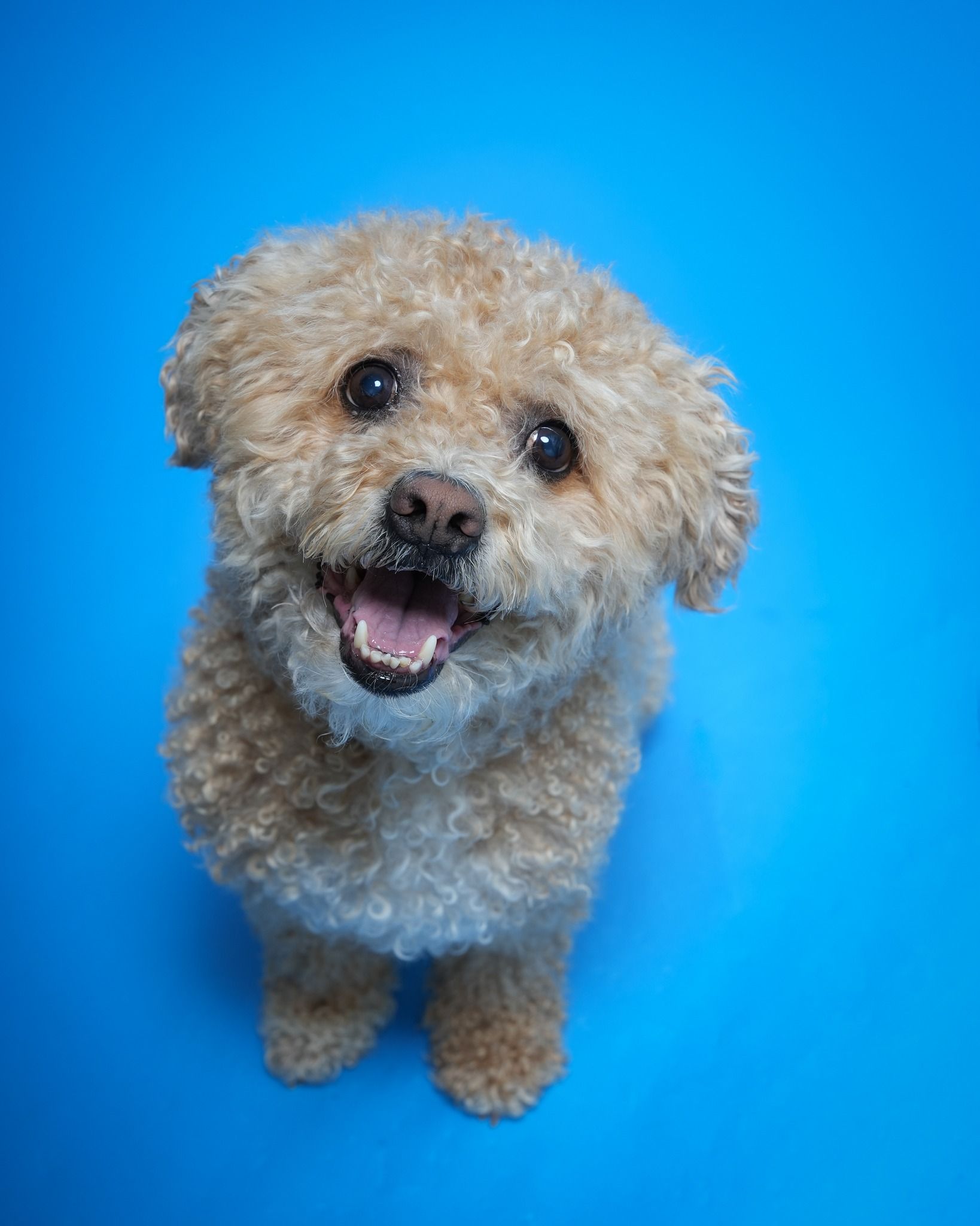 Pet Portraits at Milford Photo