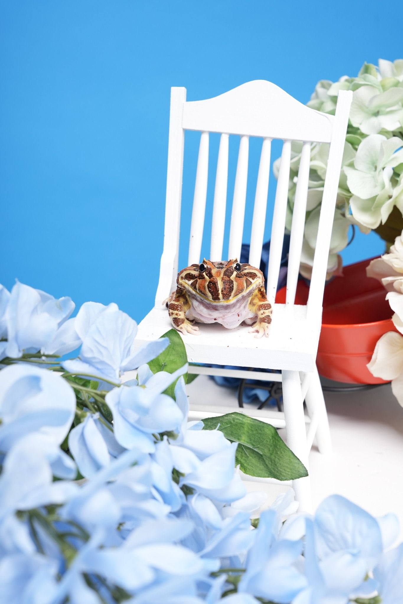 Pet Portraits at Milford Photo