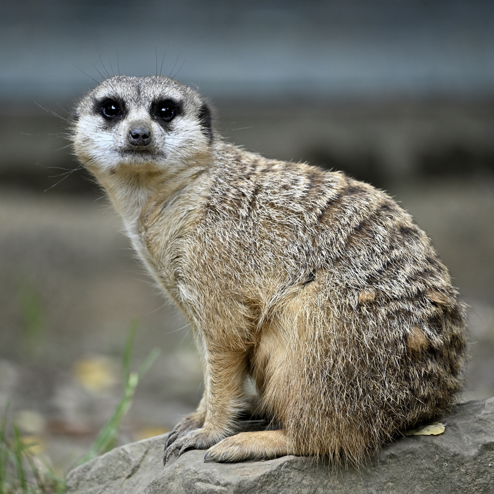 Wildlife Photography - Online Seminar
