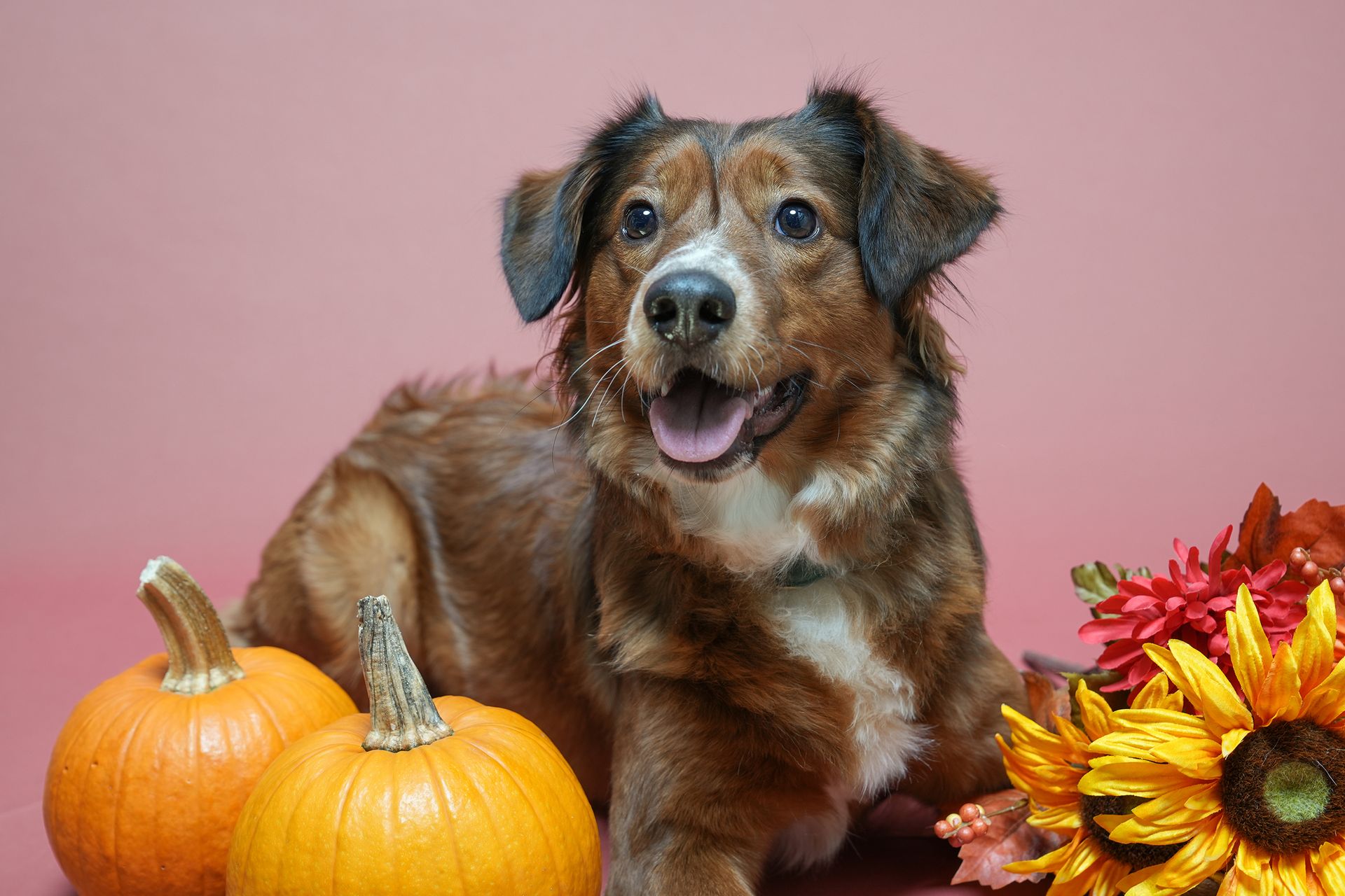 Pet Portraits at Milford Photo