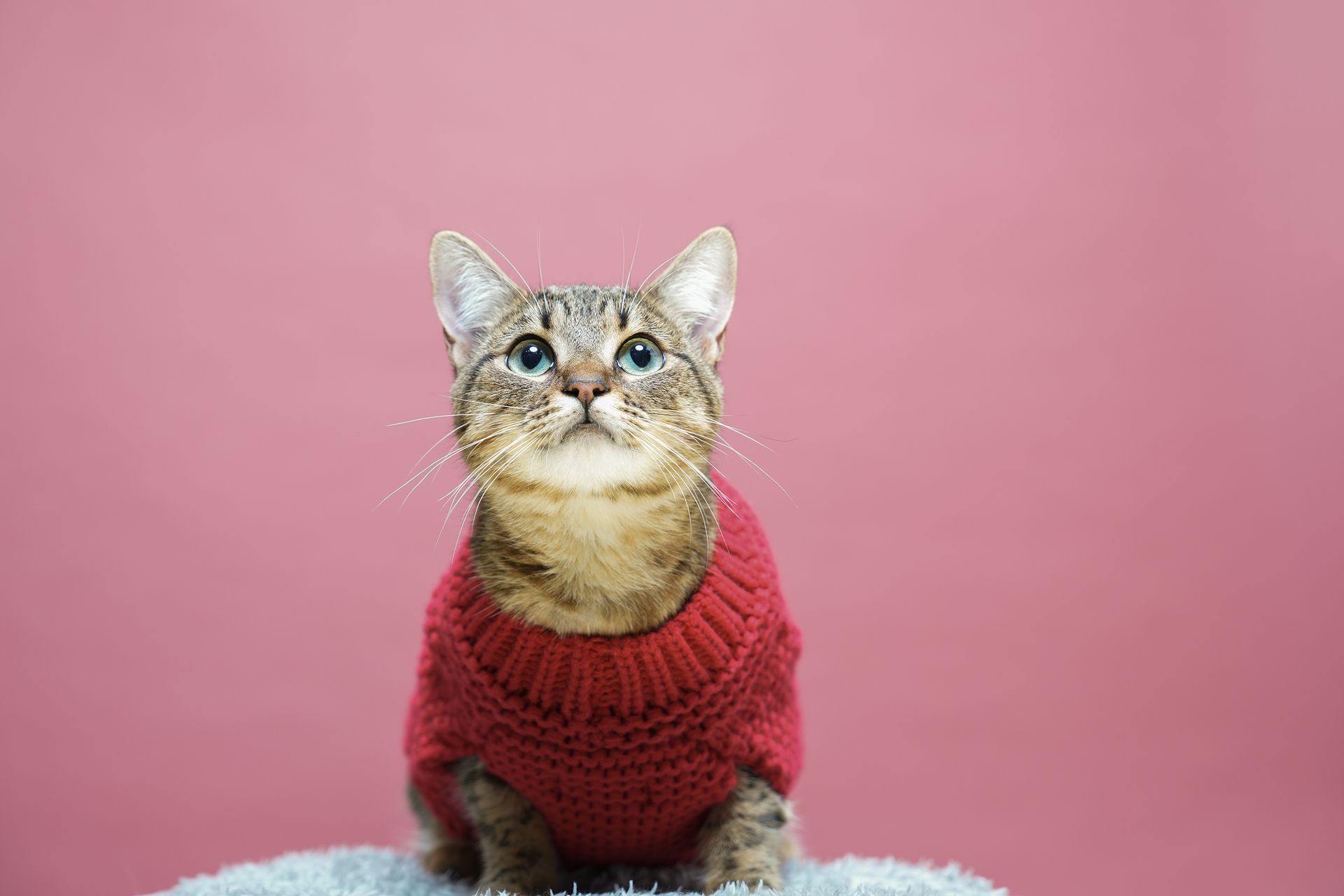 Pet Portraits at Milford Photo