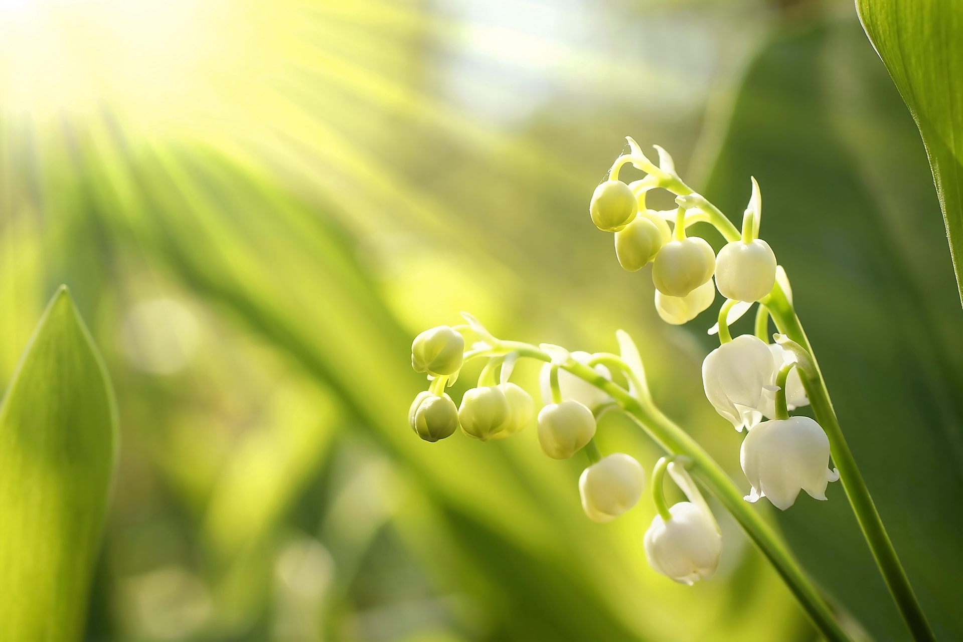 botanical photography