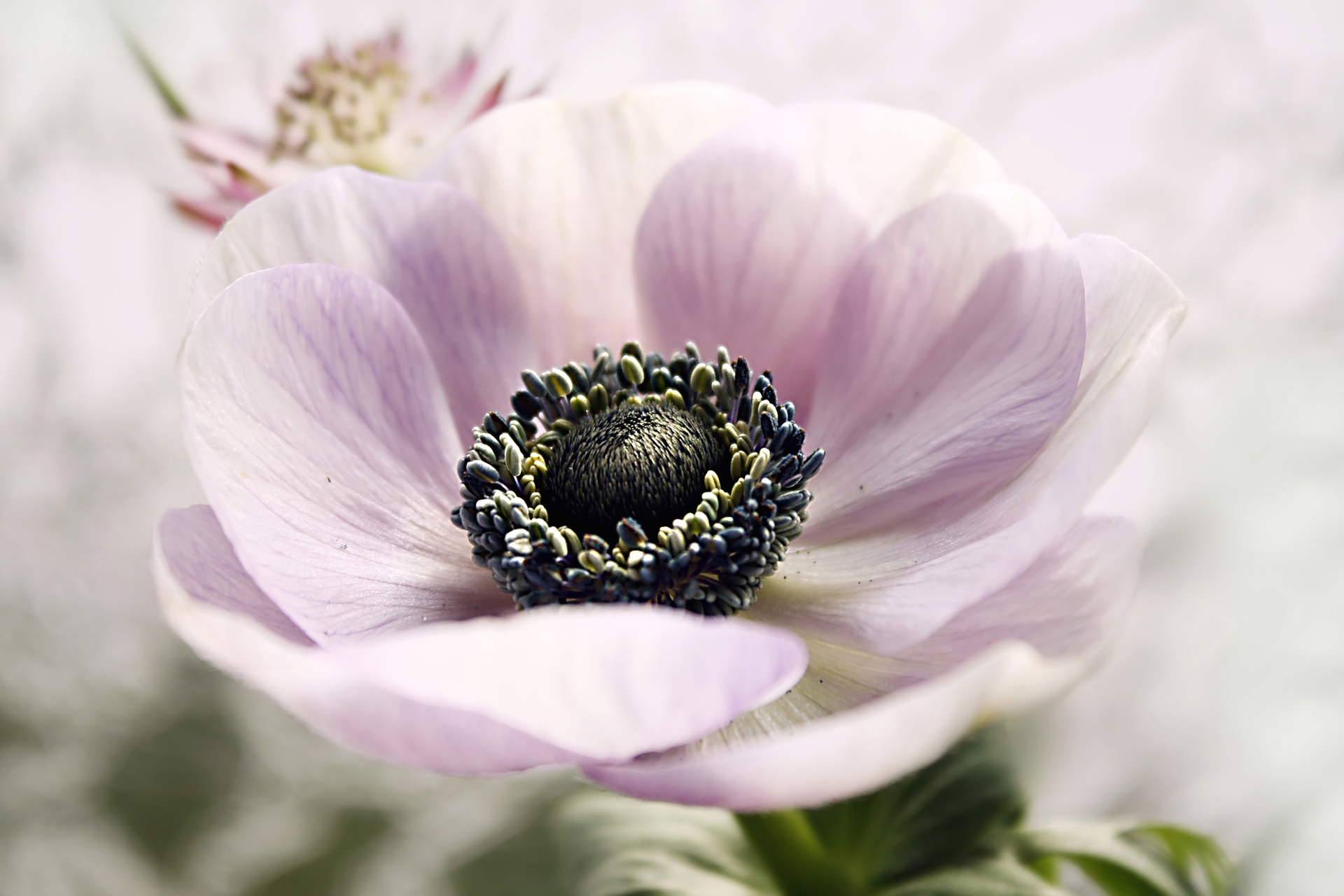botanical photography