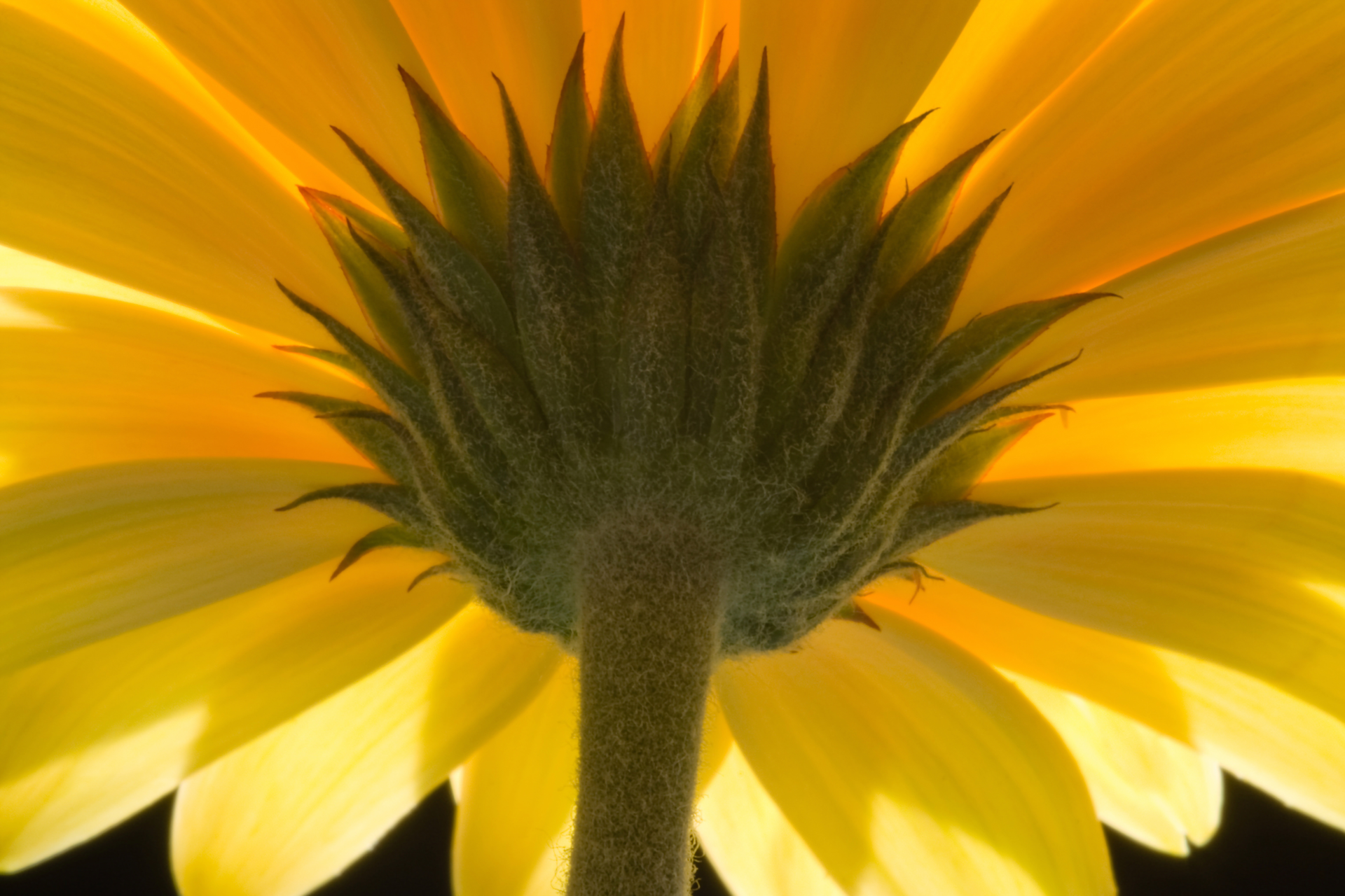 botanical photography