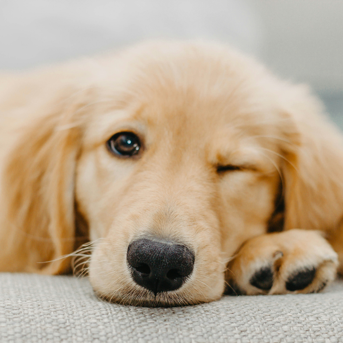 pet photography