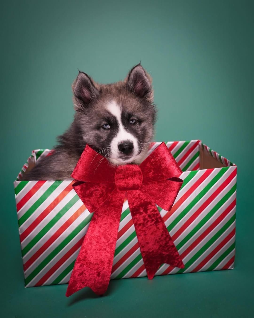 Pet Portraits at Milford Photo