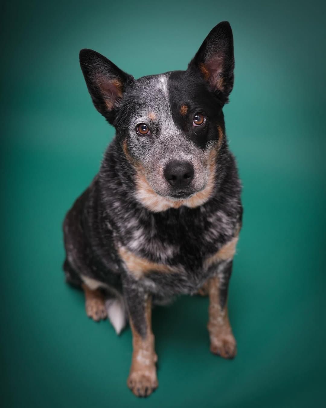 Pet Portraits at Milford Photo
