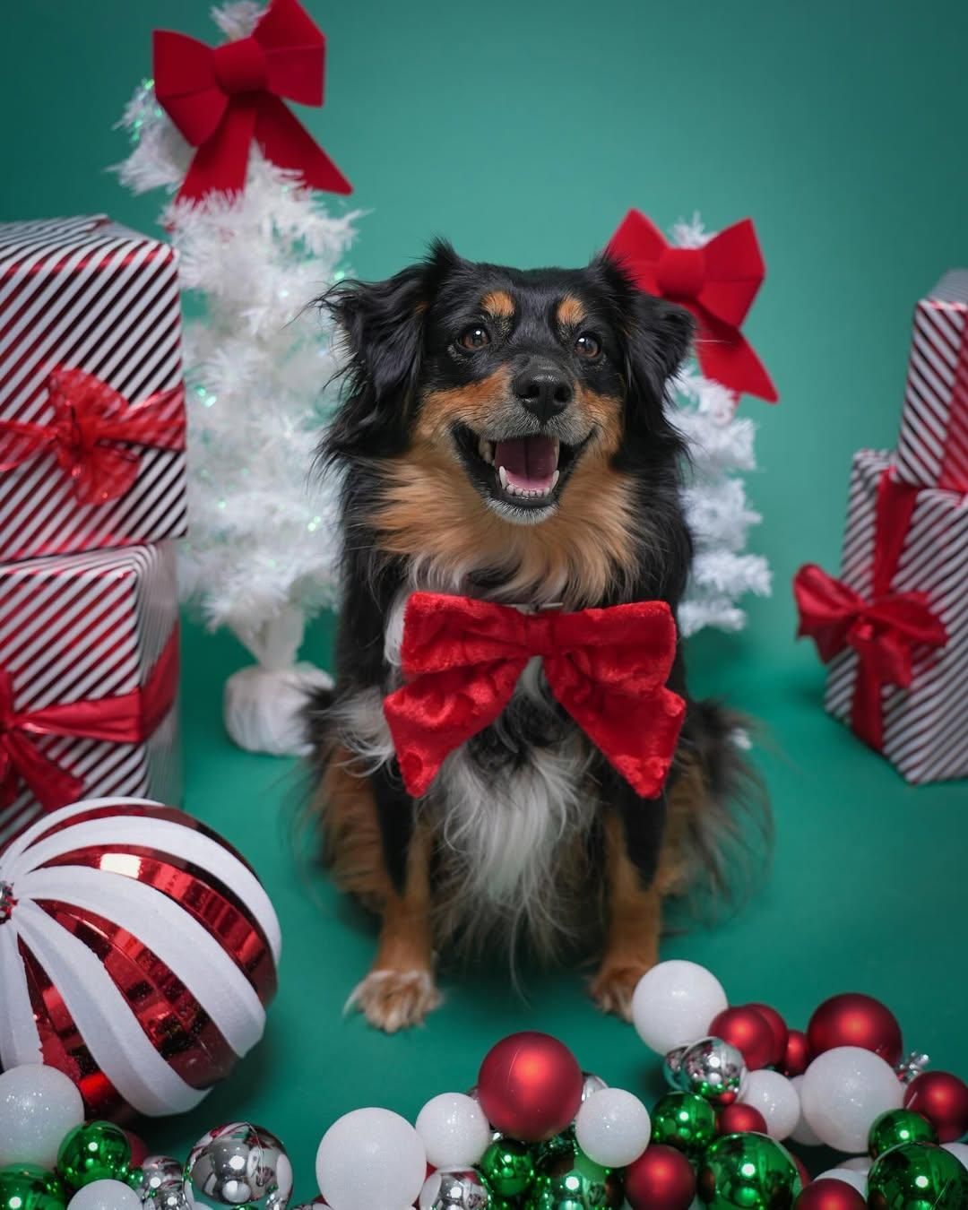 Pet Portraits at Milford Photo