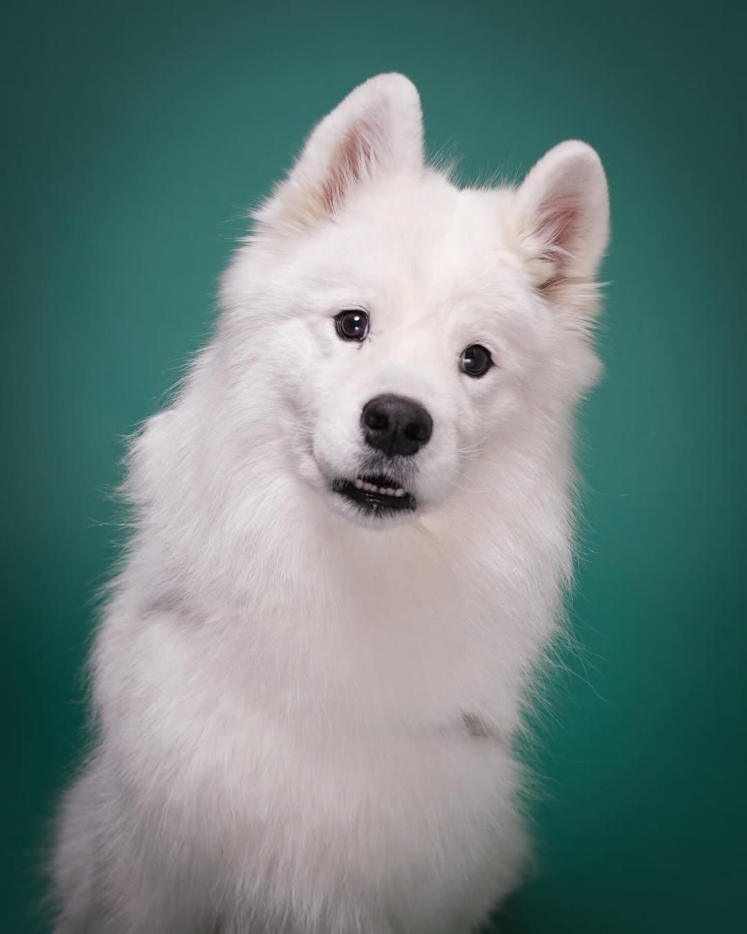 Pet Portraits at Milford Photo