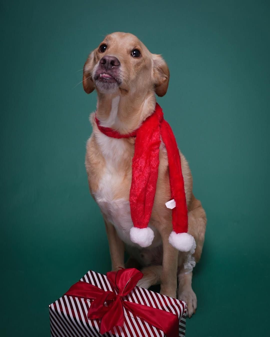 Pet Portraits at Milford Photo
