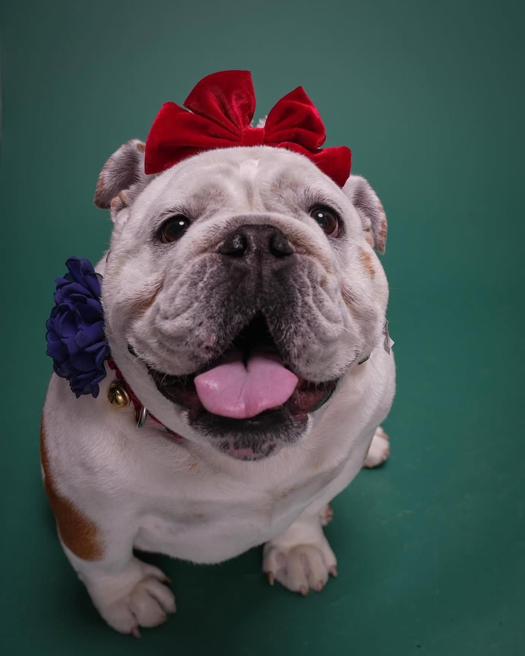 Pet Portraits at Milford Photo