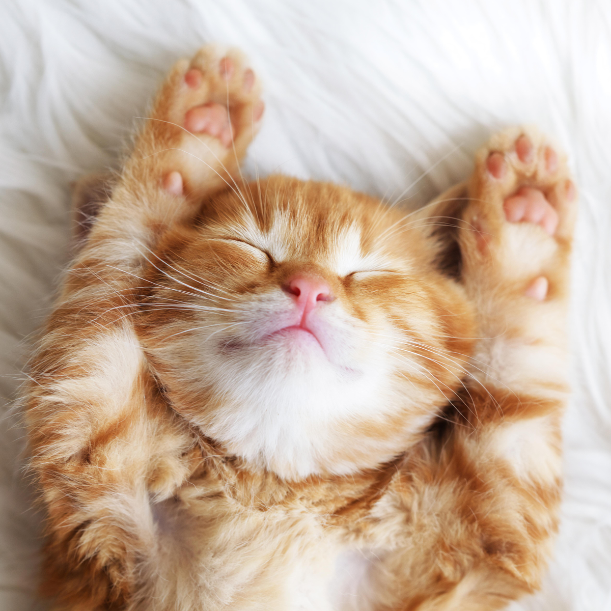 pet photography