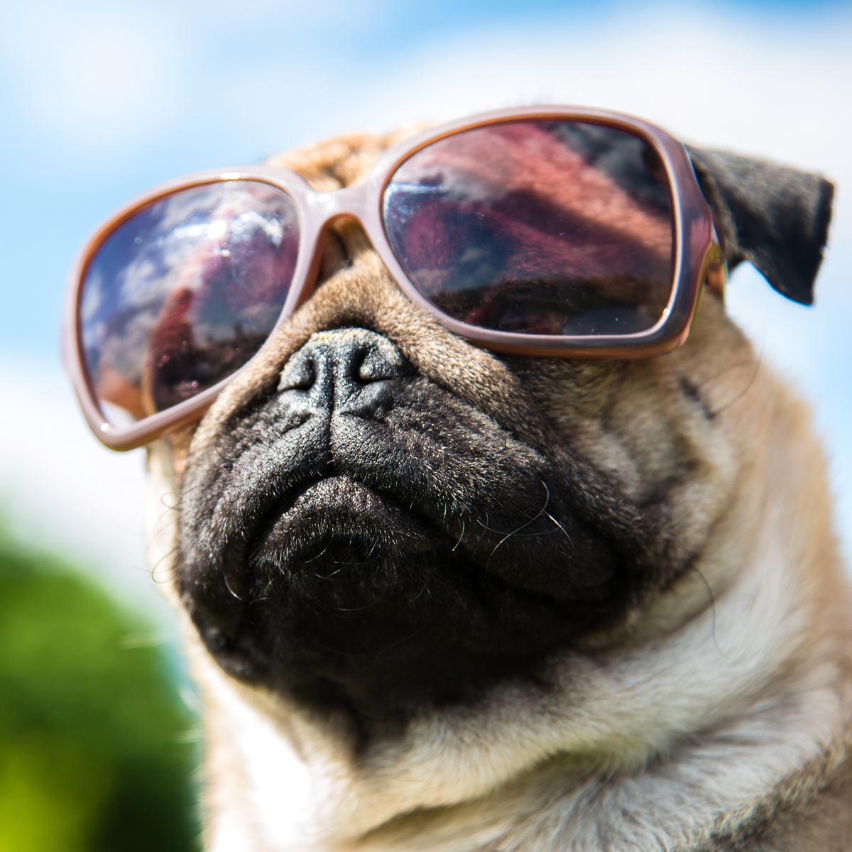 pet photography
