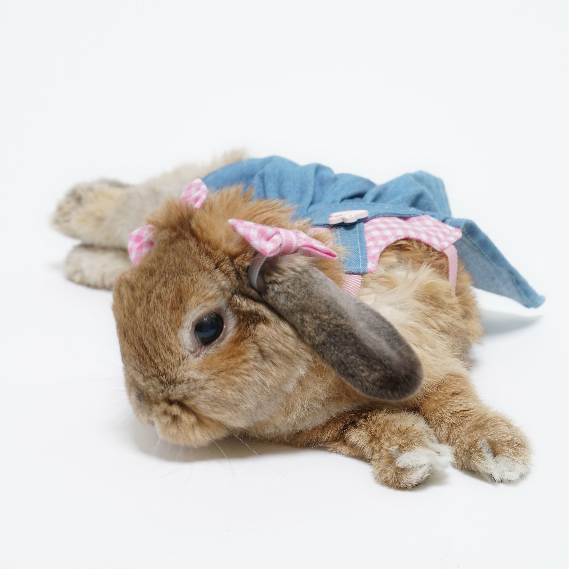 pet photography