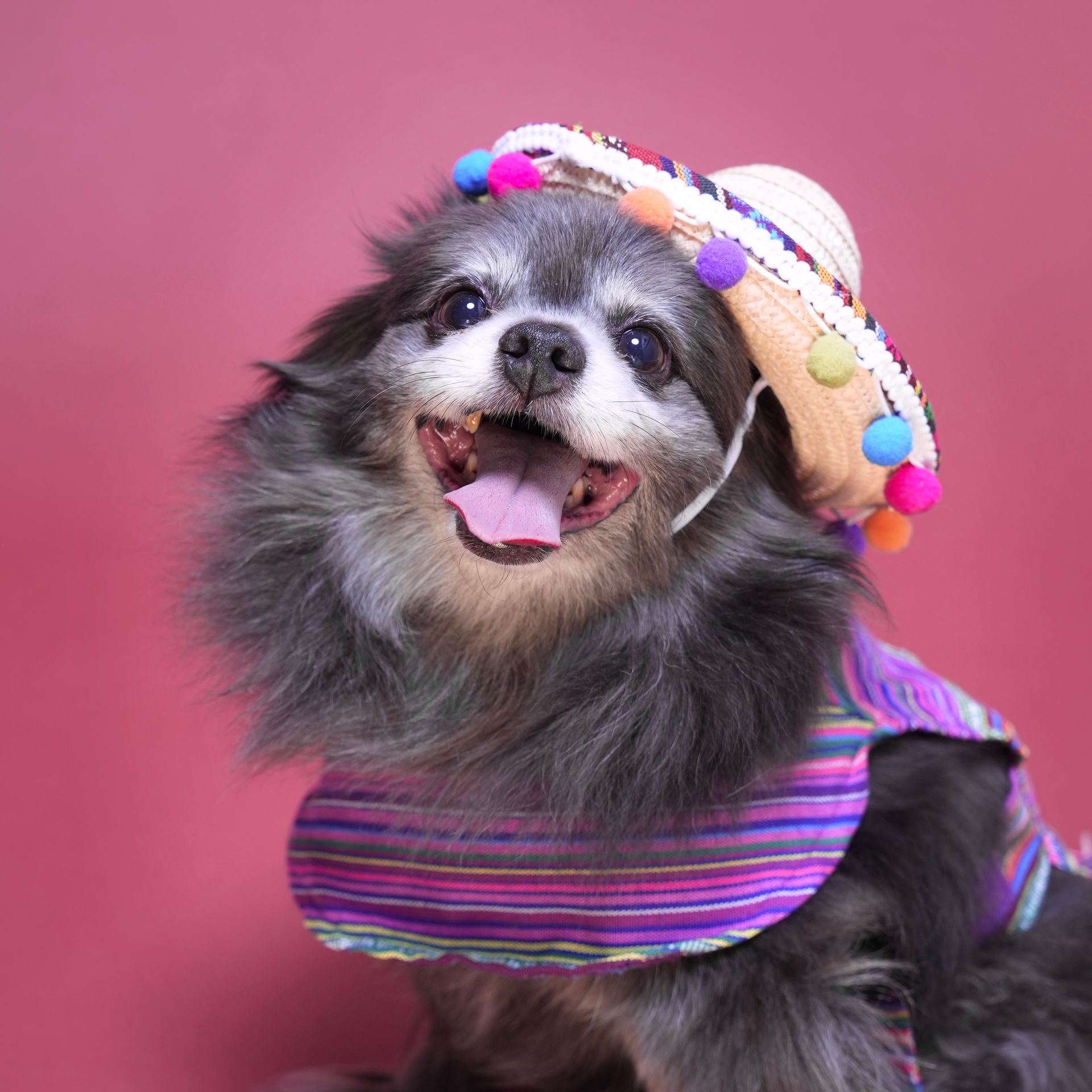 pet photography