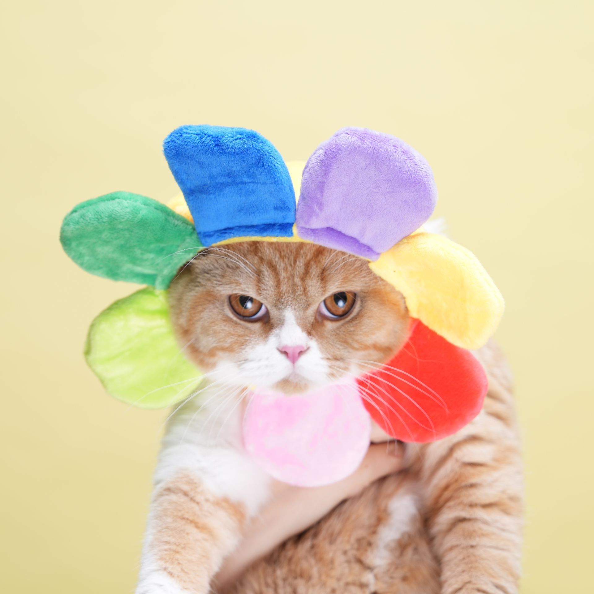 pet photographypet photography