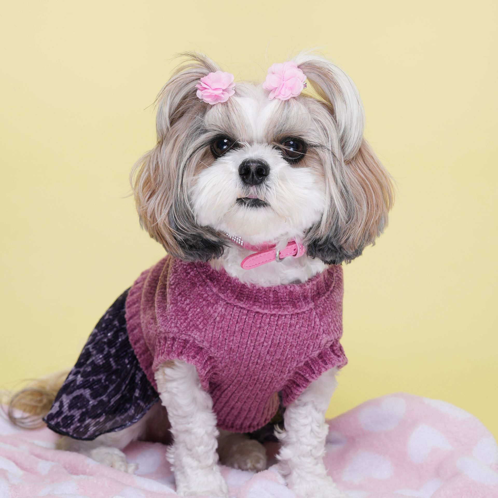 pet photography