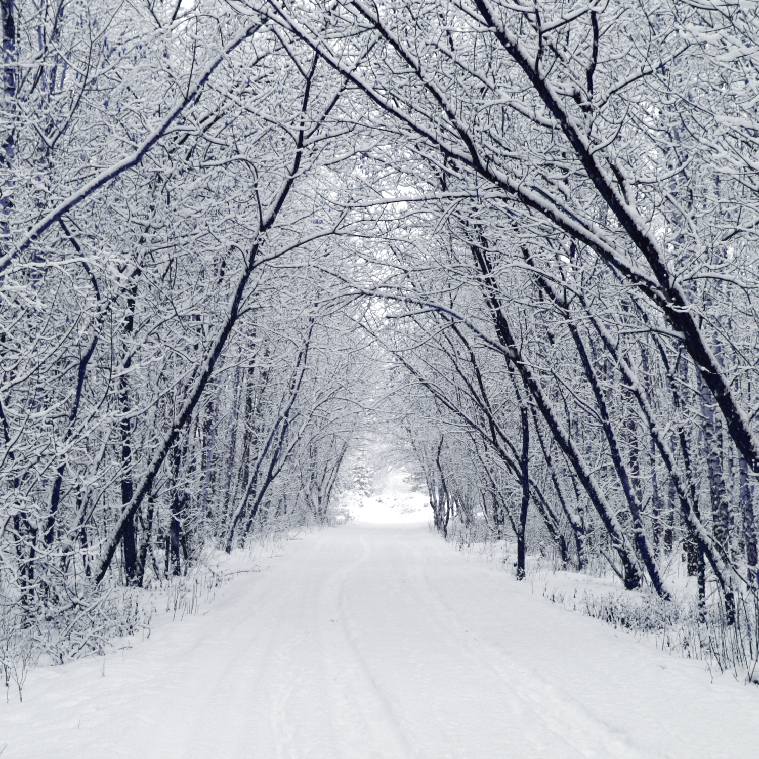 snow photography