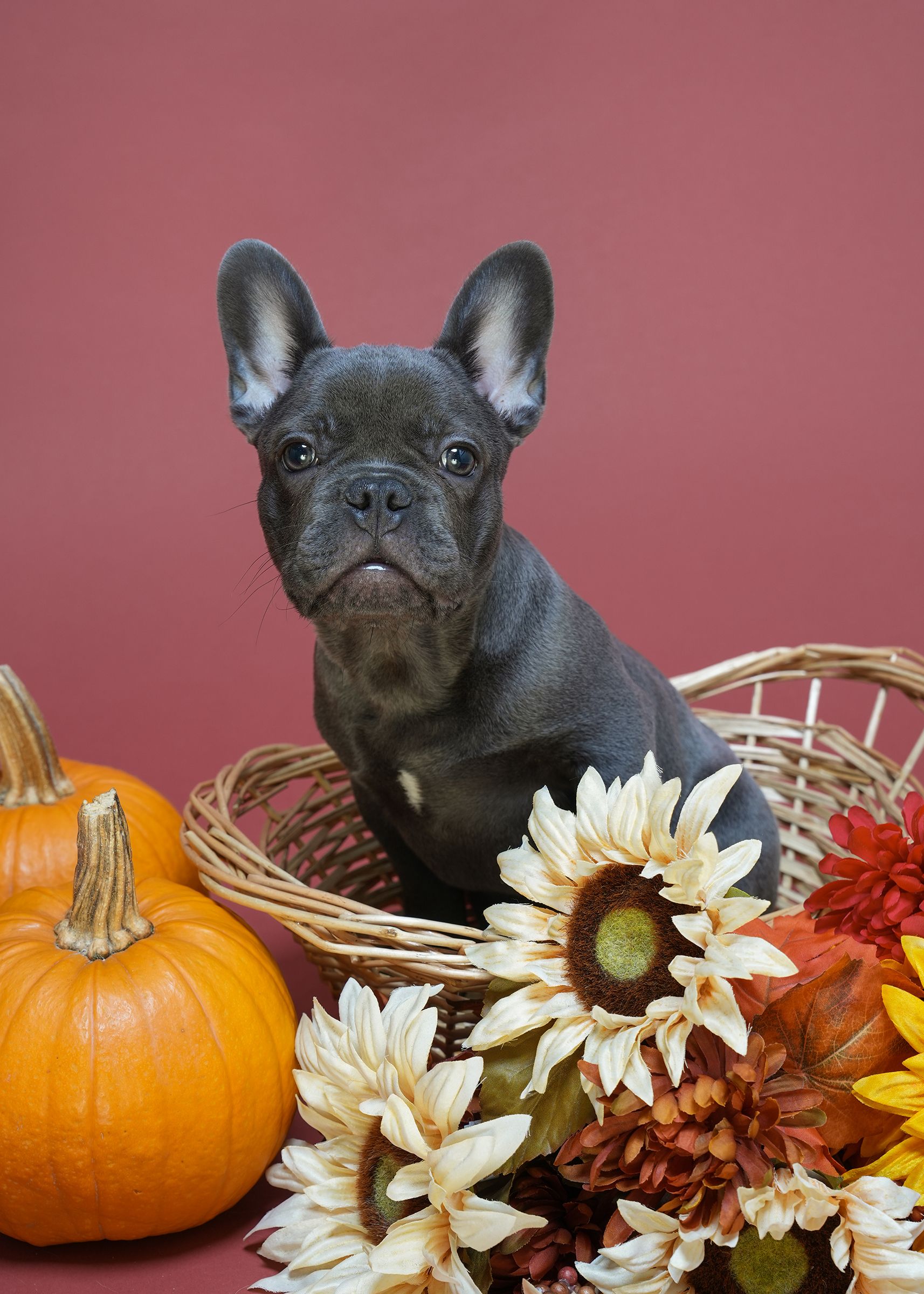Pet Portraits at Milford Photo