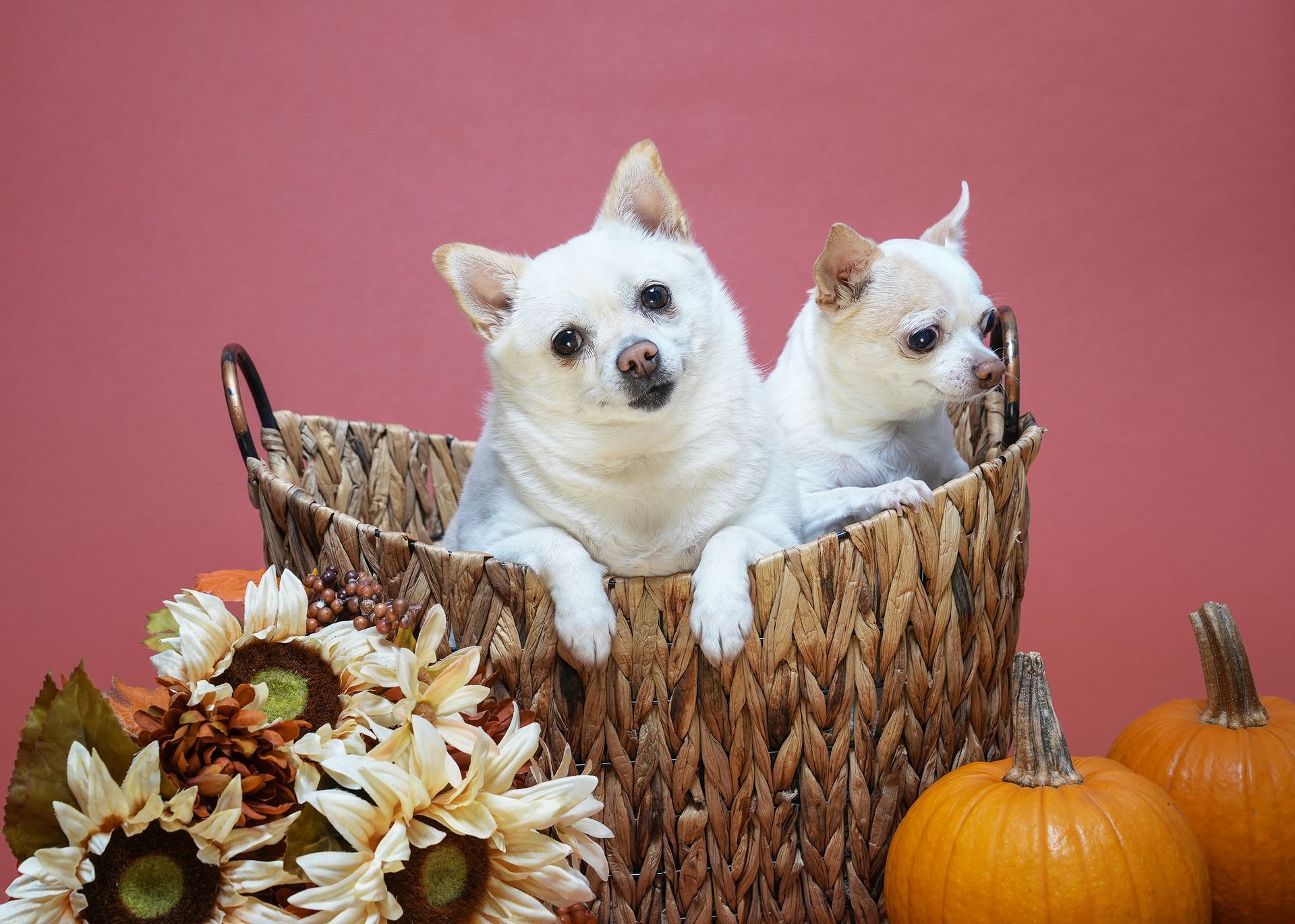 Pet Portraits at Milford Photo