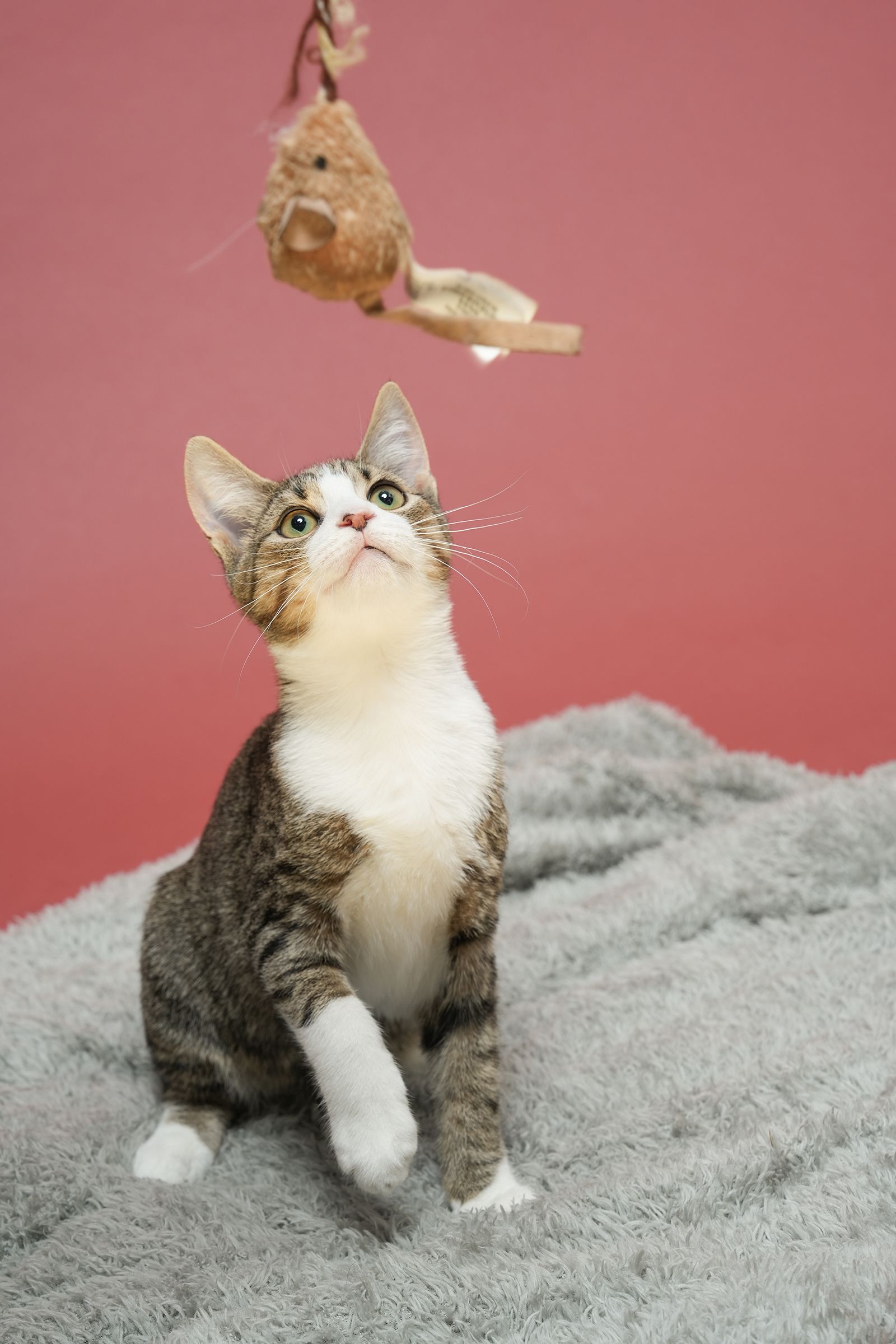 Pet Portraits at Milford Photo