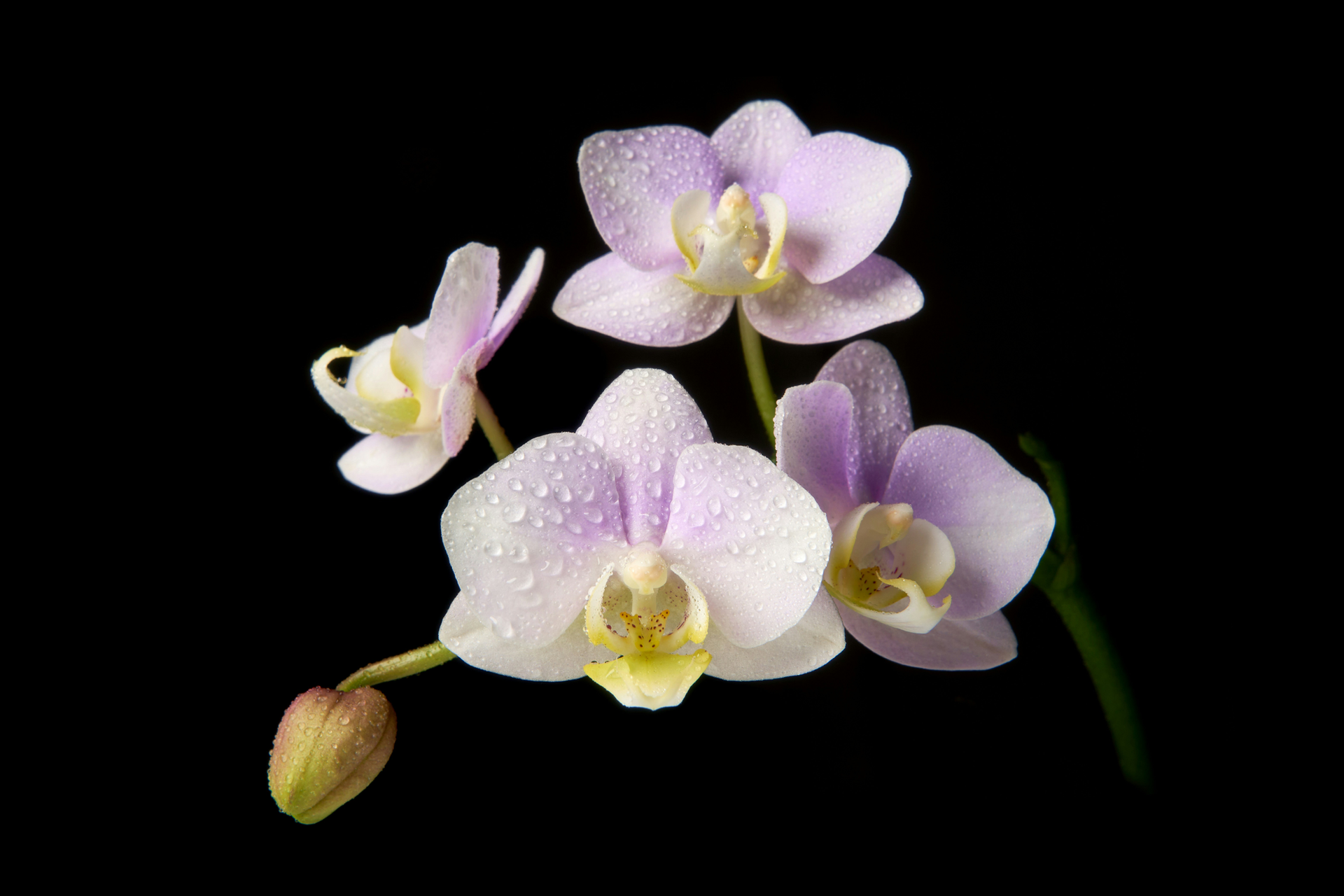 botanical photography
