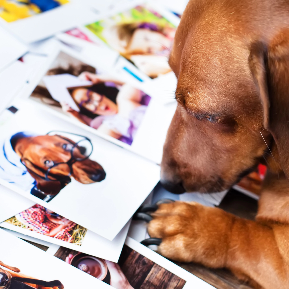 pet portrait print package 1