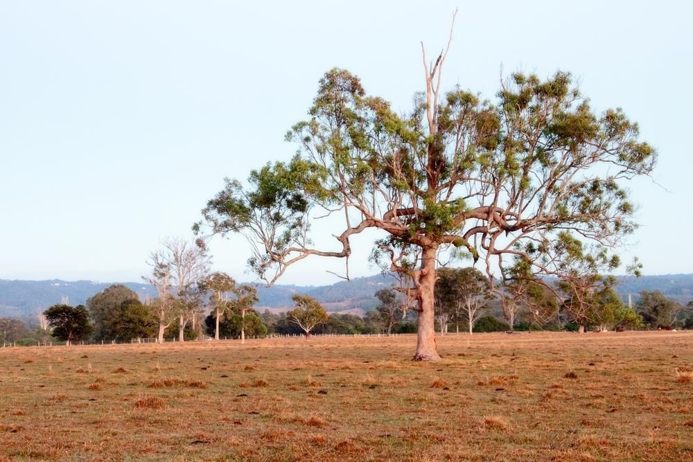 A Tree in The Middle of A Dry Grassy Field — Webster Rock Walls In Caboolture, QLD