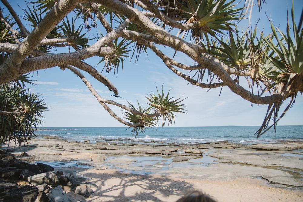 A Tree Is Hanging Over a Beach with The Ocean in The Background — Webster Rock Walls In Caloundra, QLD