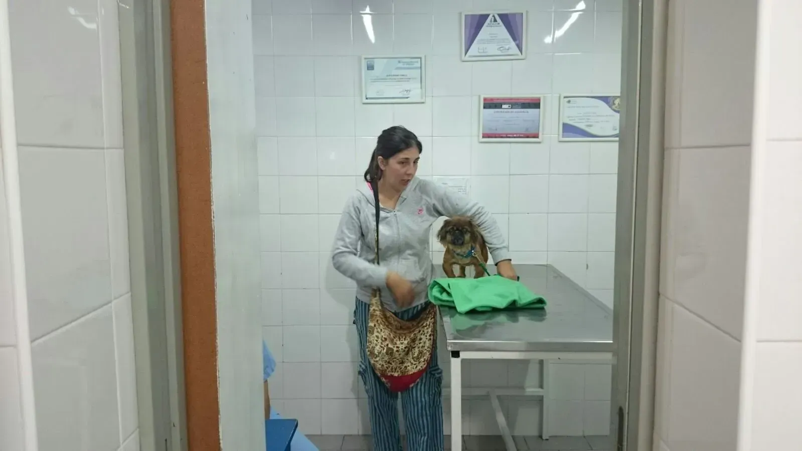 CEMEVET CENTRO MEDICO VETERINARIO