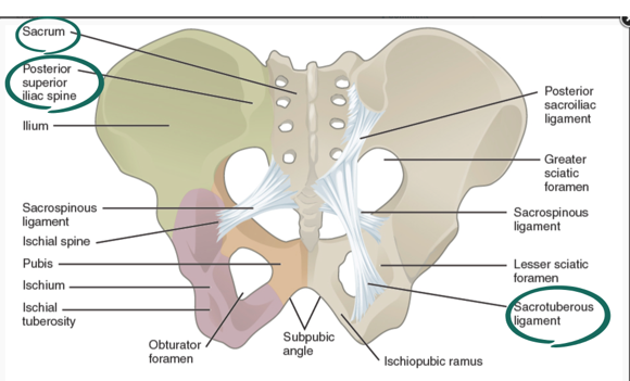 Diagram showing the pelvis structure