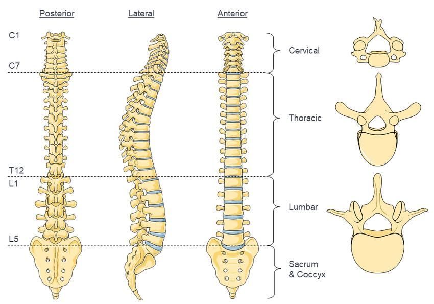 Medical illustration showing the cervical thoracic and lumbar regions of the spine