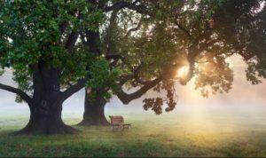 Sunrise over a misty field with two large trees and a bench in the grass