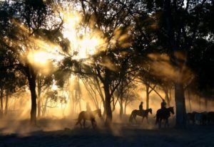 Silhouetted riders on horseback in a misty forest at sunrise, with golden light streaming through the trees