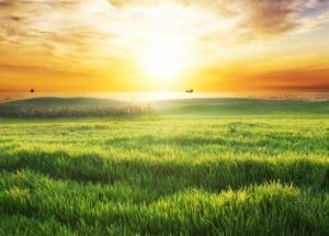 Sunrise over a green field with warm golden light and a bright sky