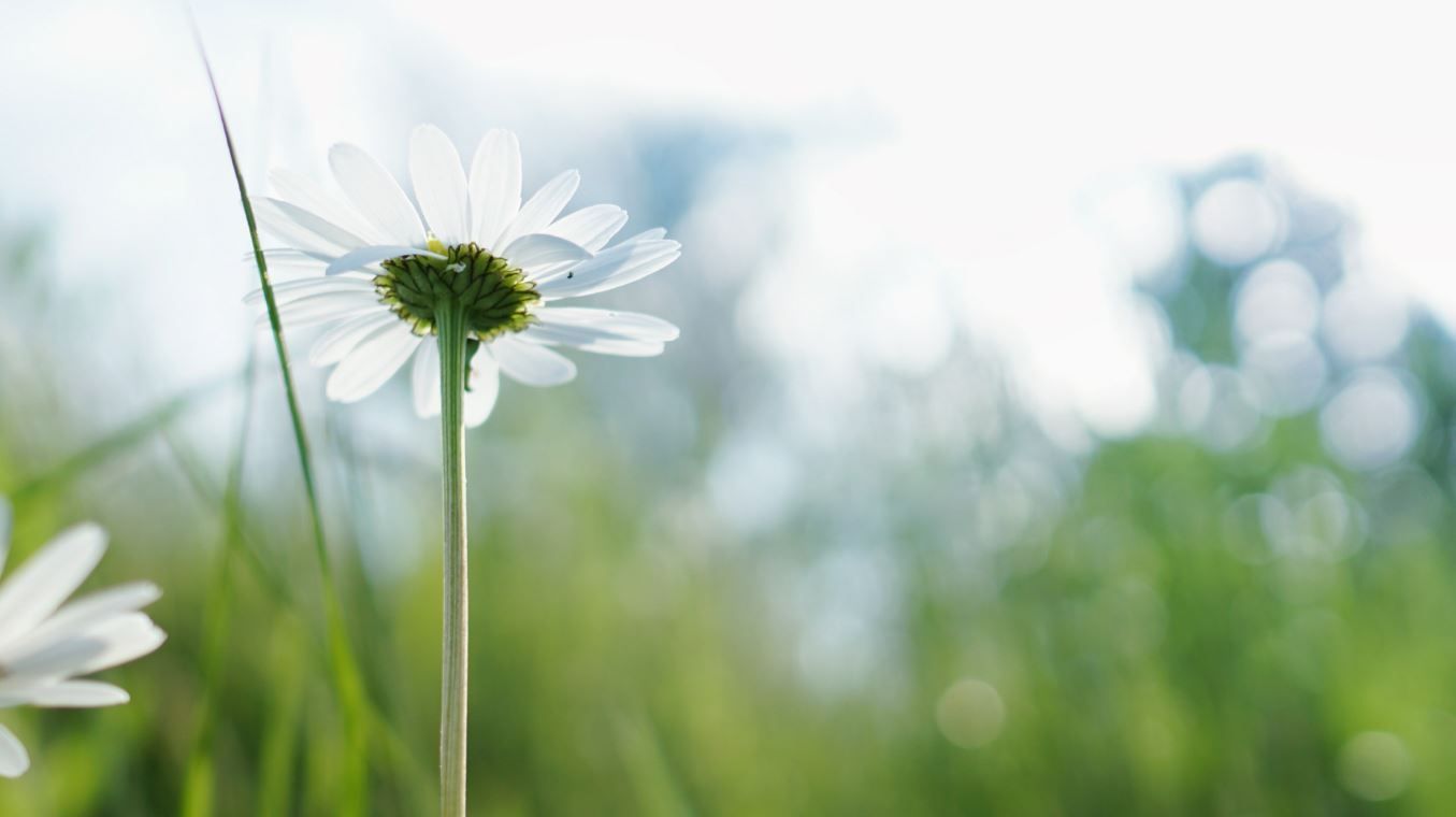 White daisies growing in a sunlit green meadow with a soft blurred background