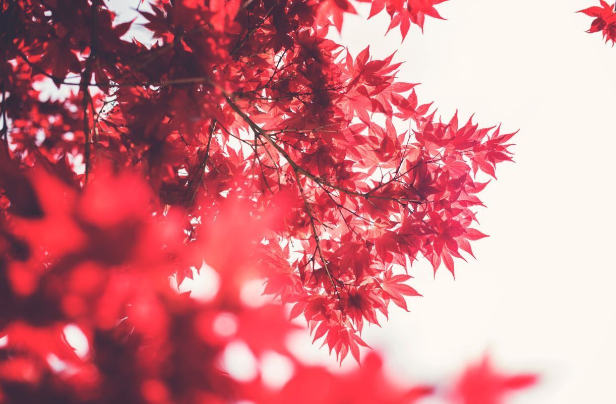Red maple leaves with soft blurred highlights against a bright white background