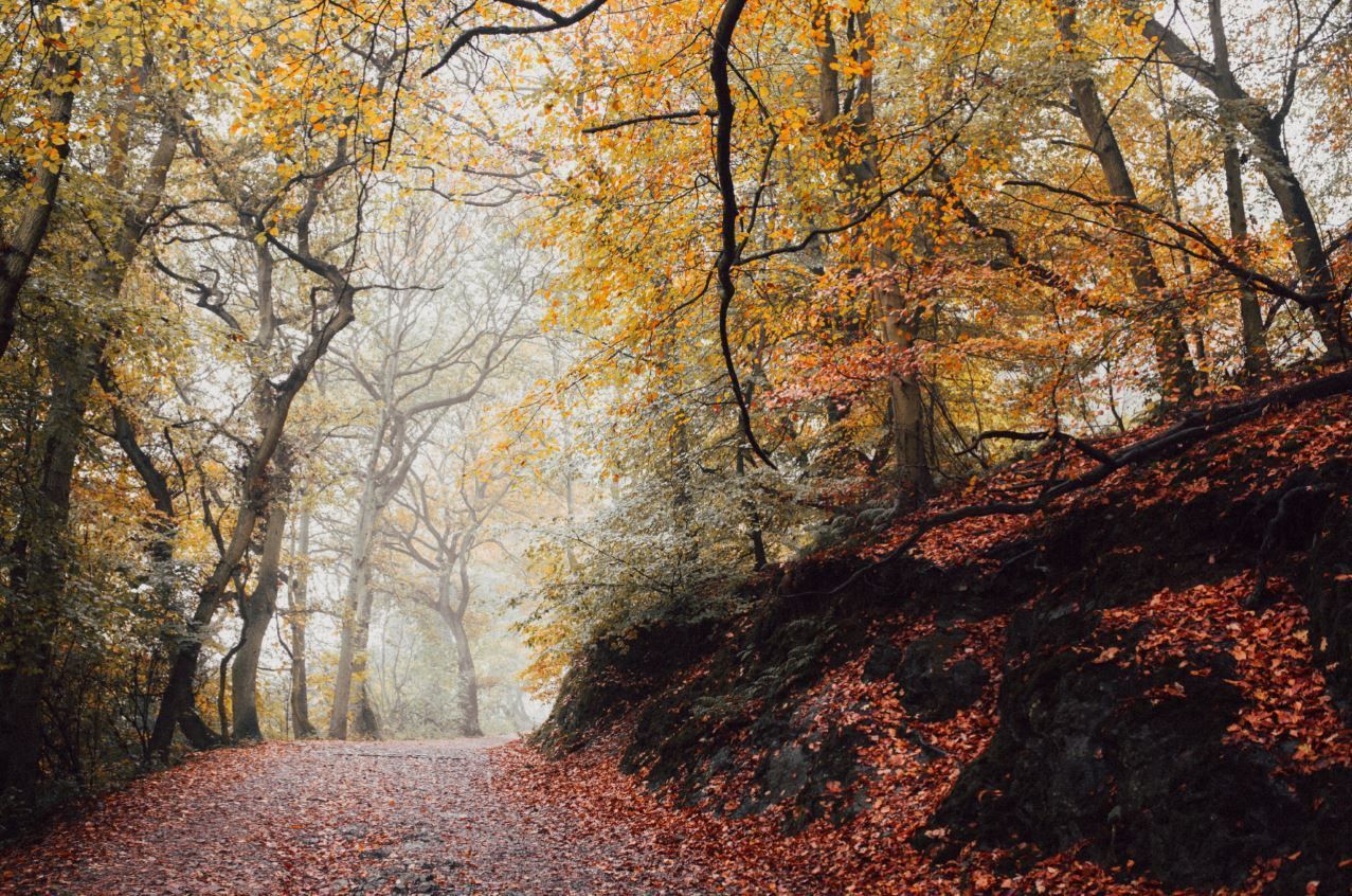 Autumn forest path covered in orange leaves, with tall trees and soft sunlight