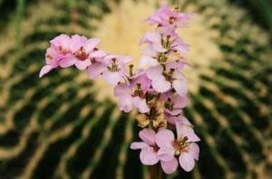 Pink flowers blooming in front of a blurred green cactus background