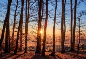 Sunrise through bare trees in a frosty forest, with warm orange light and long shadows