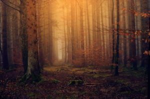 Misty forest with tall, sunlit trees and a dark, leaf-covered path