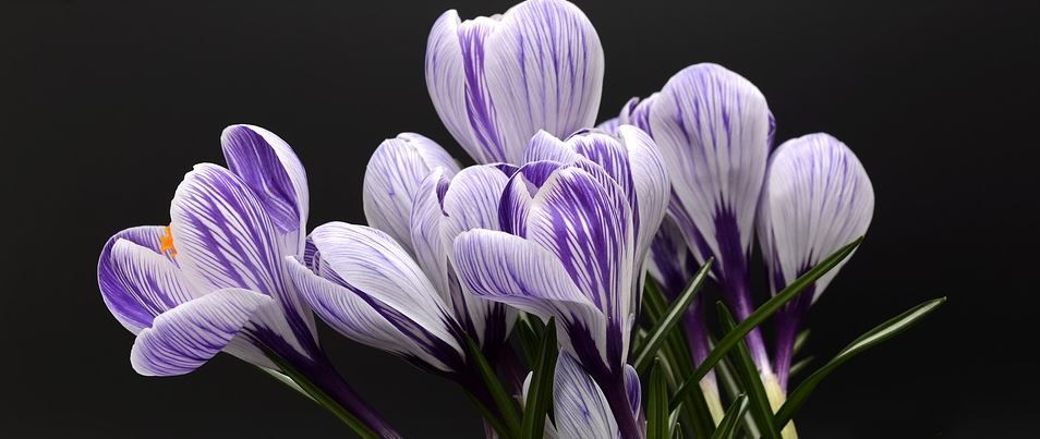 Purple and white crocus flowers against a dark background