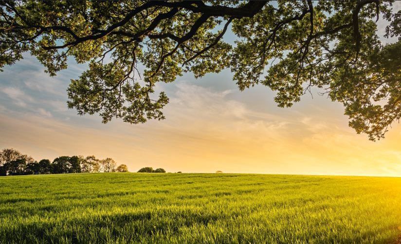 Sunlit green field at sunset, framed by tree branches overhead and a distant treeline.