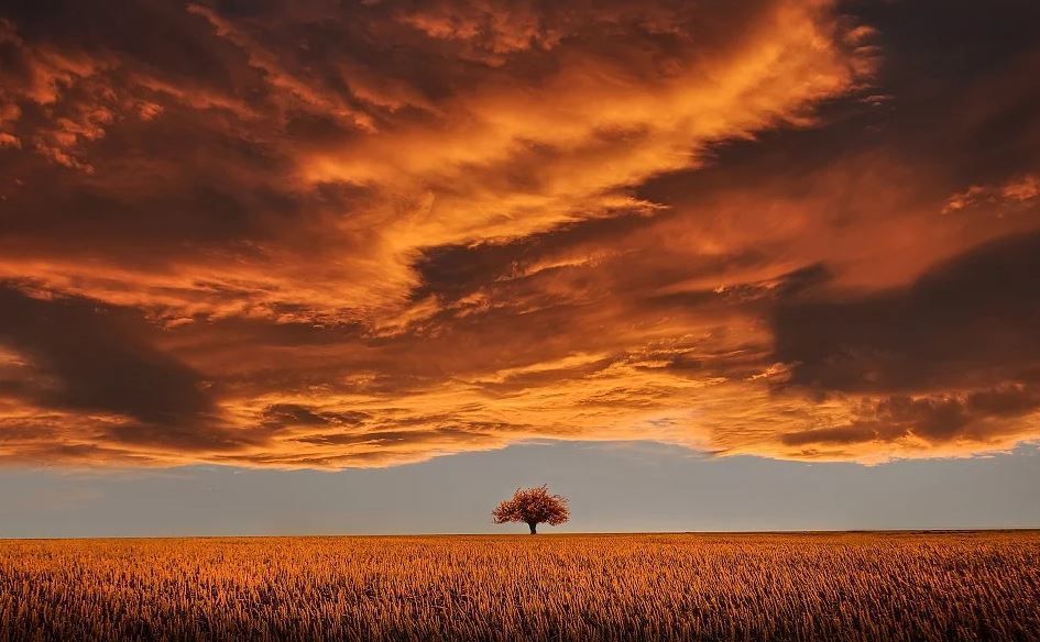 A lone tree in a vast field under dramatic orange storm clouds at sunset