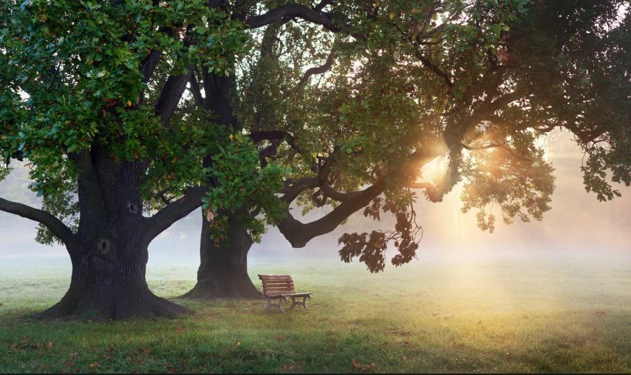 Sunlit park with large trees, a bench, and morning mist over grass.