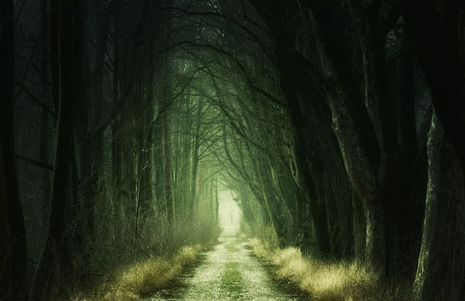 A misty forest path lined with dark arching trees and pale green light in the distance
